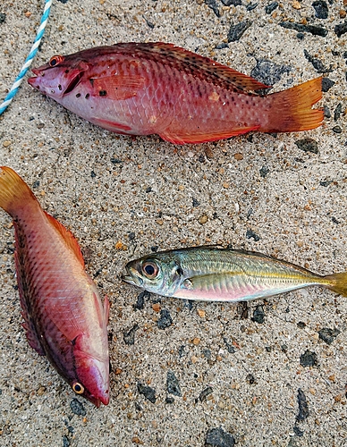 アカササノハベラの釣果