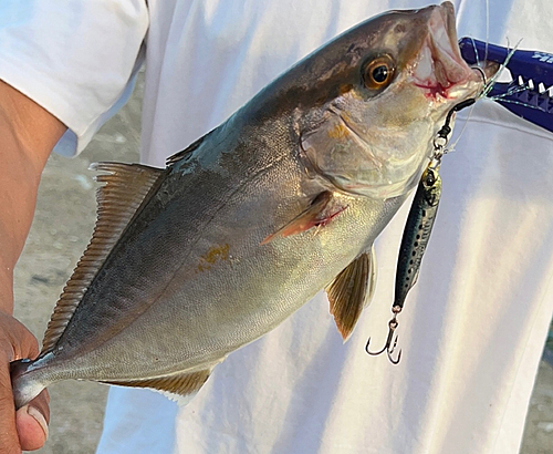 ショゴの釣果