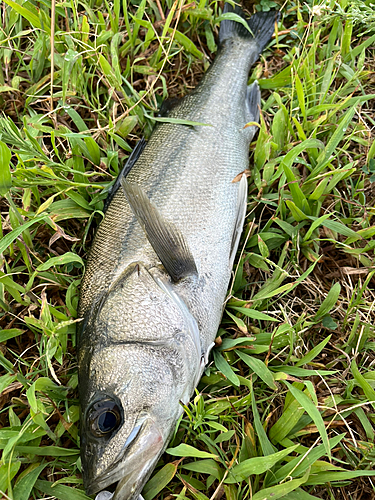 スズキの釣果