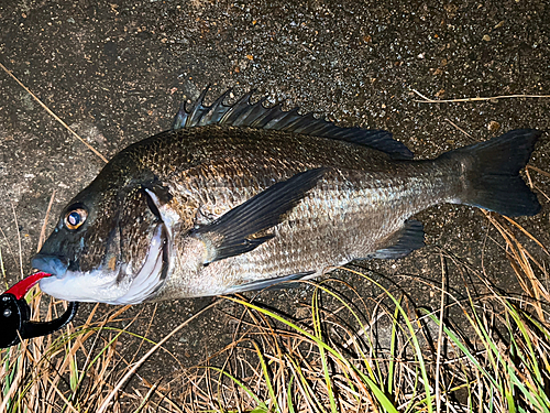 クロダイの釣果