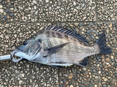 クロダイの釣果