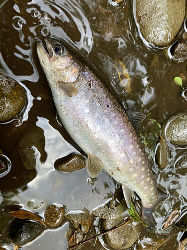 アメマスの釣果