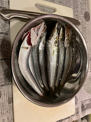 カマスの釣果