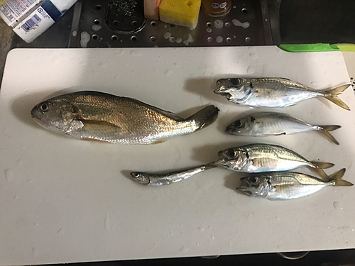 アジの釣果