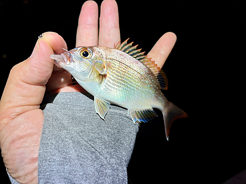 チャリコの釣果