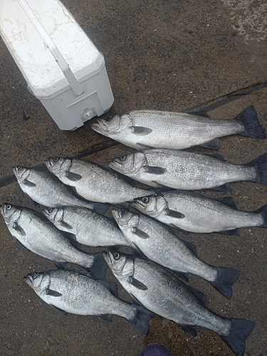 ヒラスズキの釣果