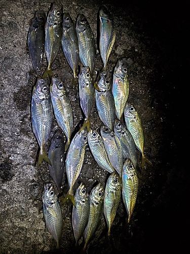 アジの釣果