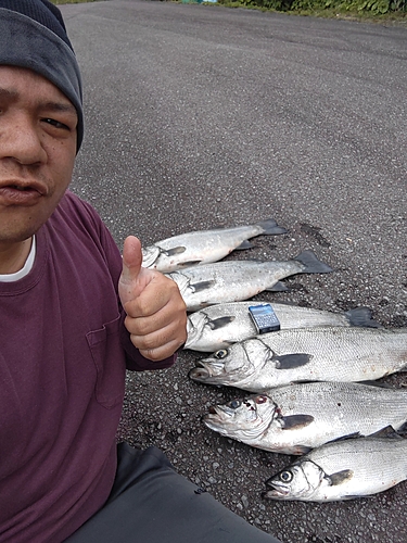 ヒラスズキの釣果