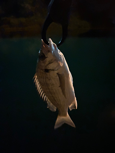 ミナミクロダイの釣果