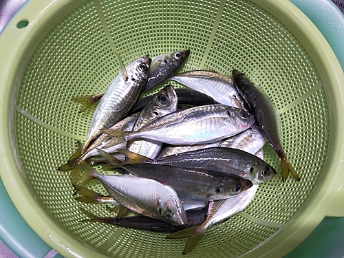 アジの釣果