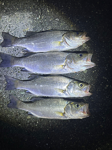 セイゴ（ヒラスズキ）の釣果