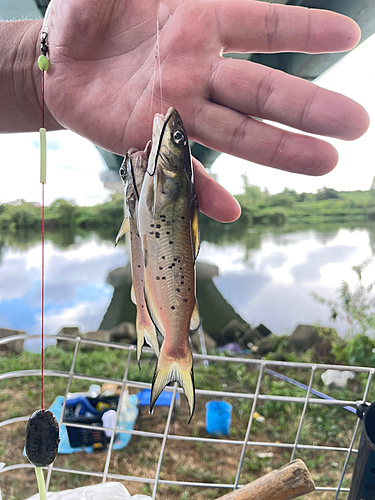 アメリカナマズの釣果