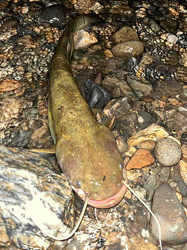 ナマズの釣果