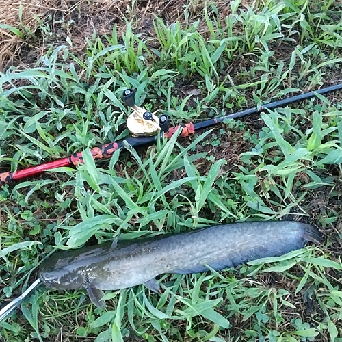 マナマズの釣果