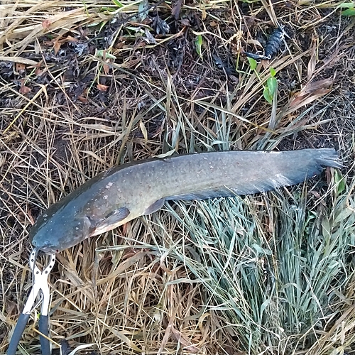 マナマズの釣果