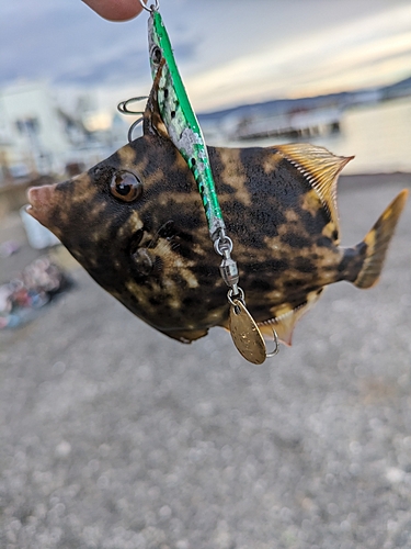 カワハギの釣果