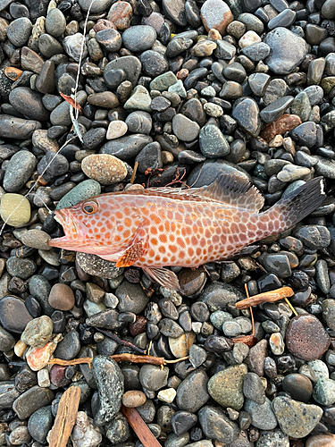 オオモンハタの釣果