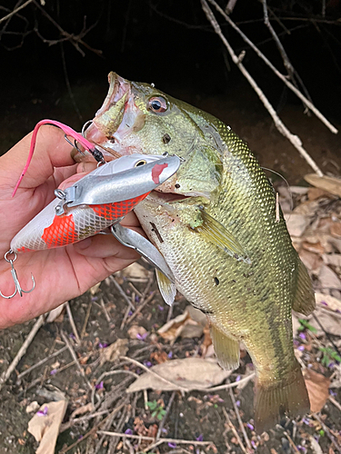 ラージマウスバスの釣果