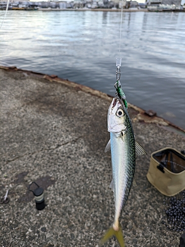 サバの釣果