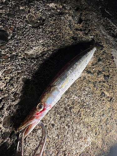 カマスの釣果