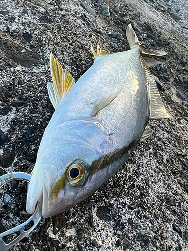 ショゴの釣果