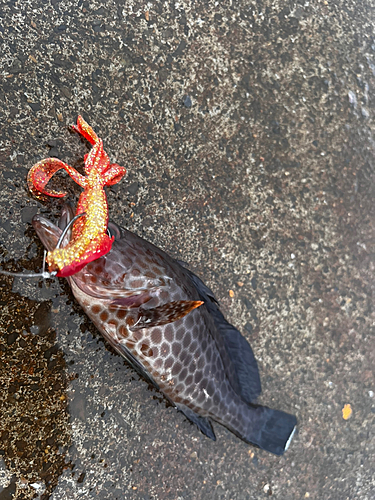 オオモンハタの釣果