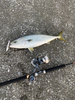 イナダの釣果