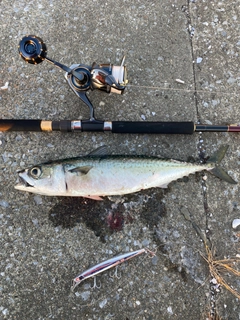 サバの釣果