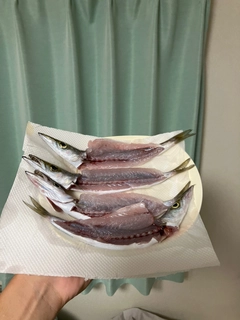 カマスの釣果