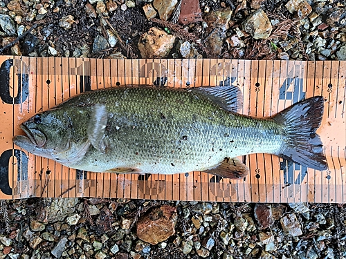 ブラックバスの釣果