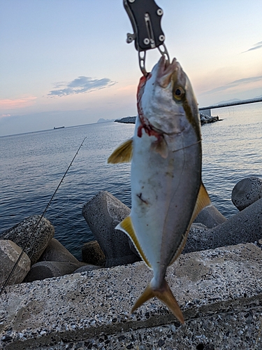 ネリゴの釣果