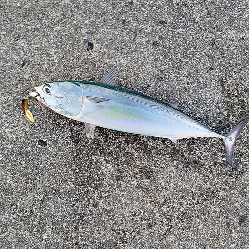 マルソウダの釣果