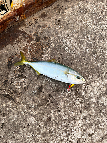 フクラギの釣果