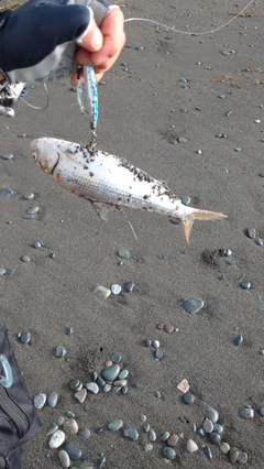 コノシロの釣果