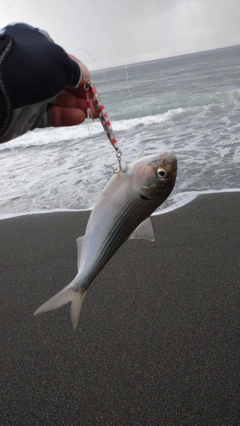 コノシロの釣果