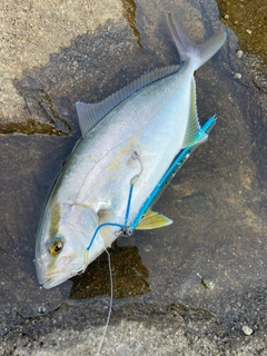 ネリゴの釣果