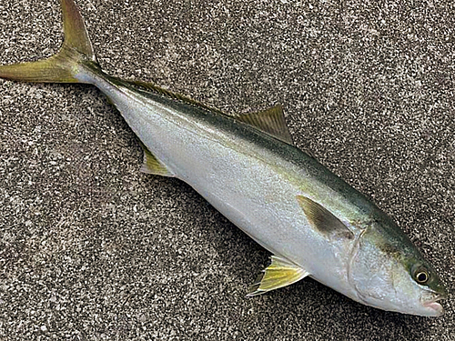 ヤズの釣果