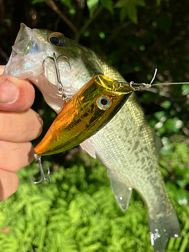 ラージマウスバスの釣果