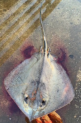 アカエイの釣果