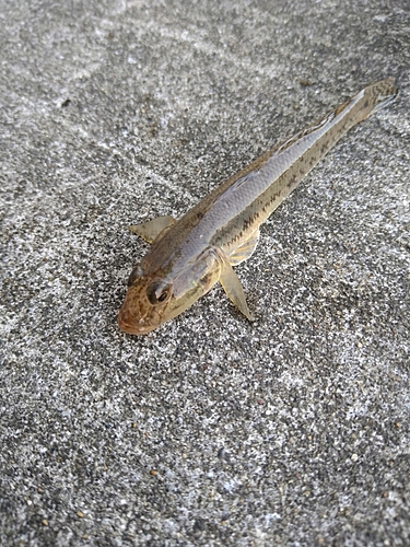 ハゼの釣果