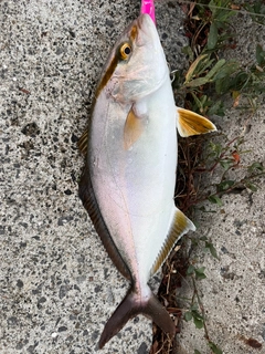 ショゴの釣果