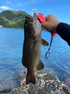 スジアラの釣果