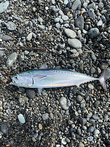 ソウダガツオの釣果