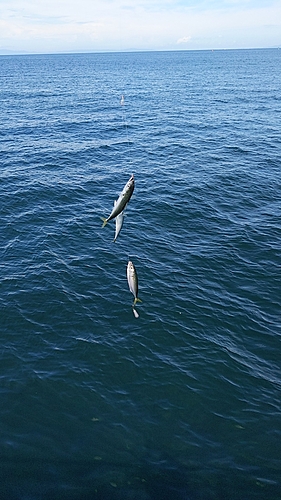 サヨリの釣果