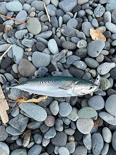 ソウダガツオの釣果