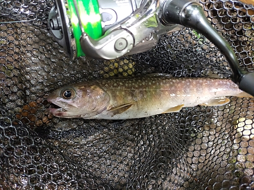 イワナの釣果