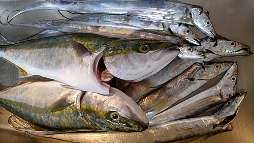 メジロの釣果