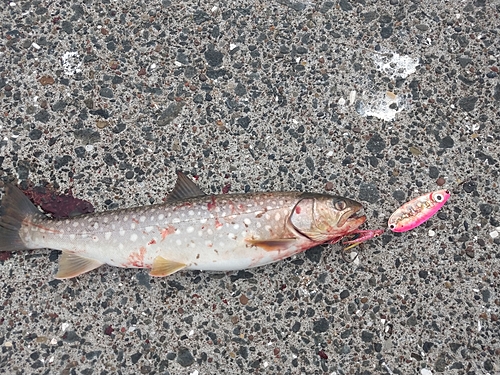 アメマスの釣果