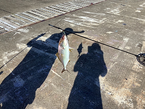 ショゴの釣果