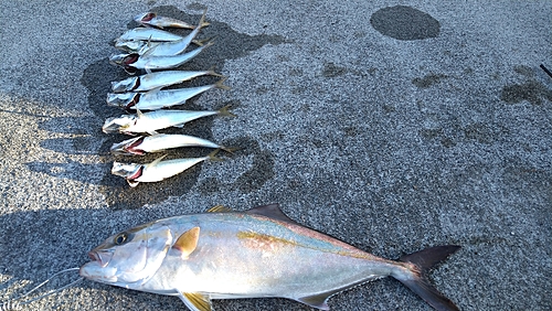 カンパチの釣果